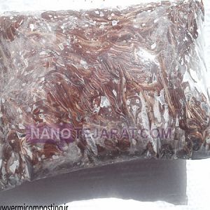 کرم خاکی منجمد کرم خاکی منجمد